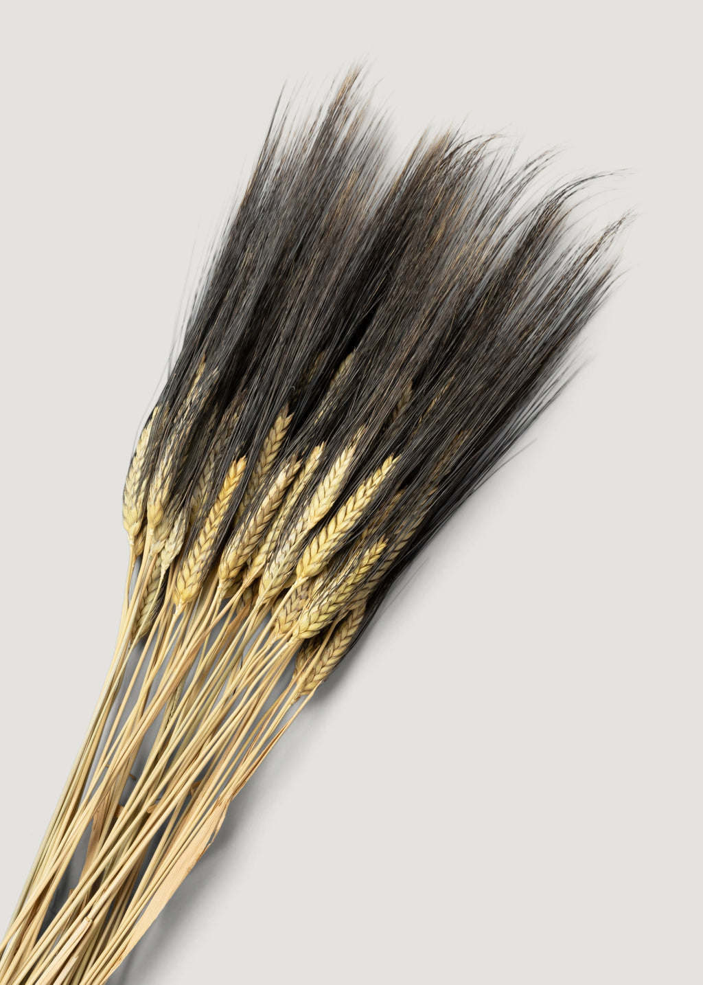 Dried Grains Natural Blackbeard Wheat - 8 oz Bunch
