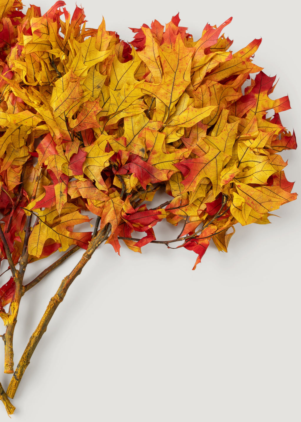 Preserved Fall Oak Leaves in Autumn Red Orange - 1 lb - 22" Long