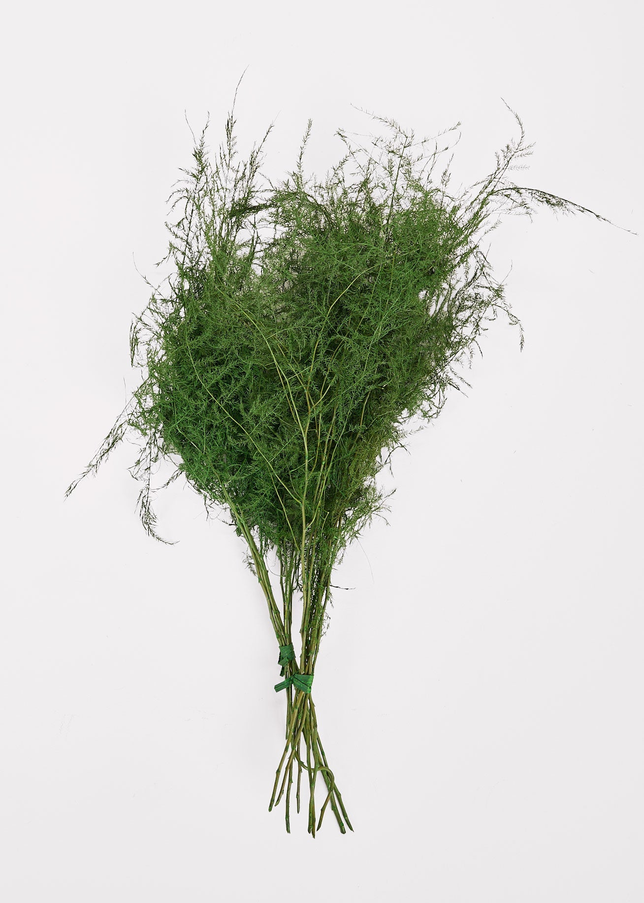Preserved Asparagus Plumosus Fern  - 12"-28"