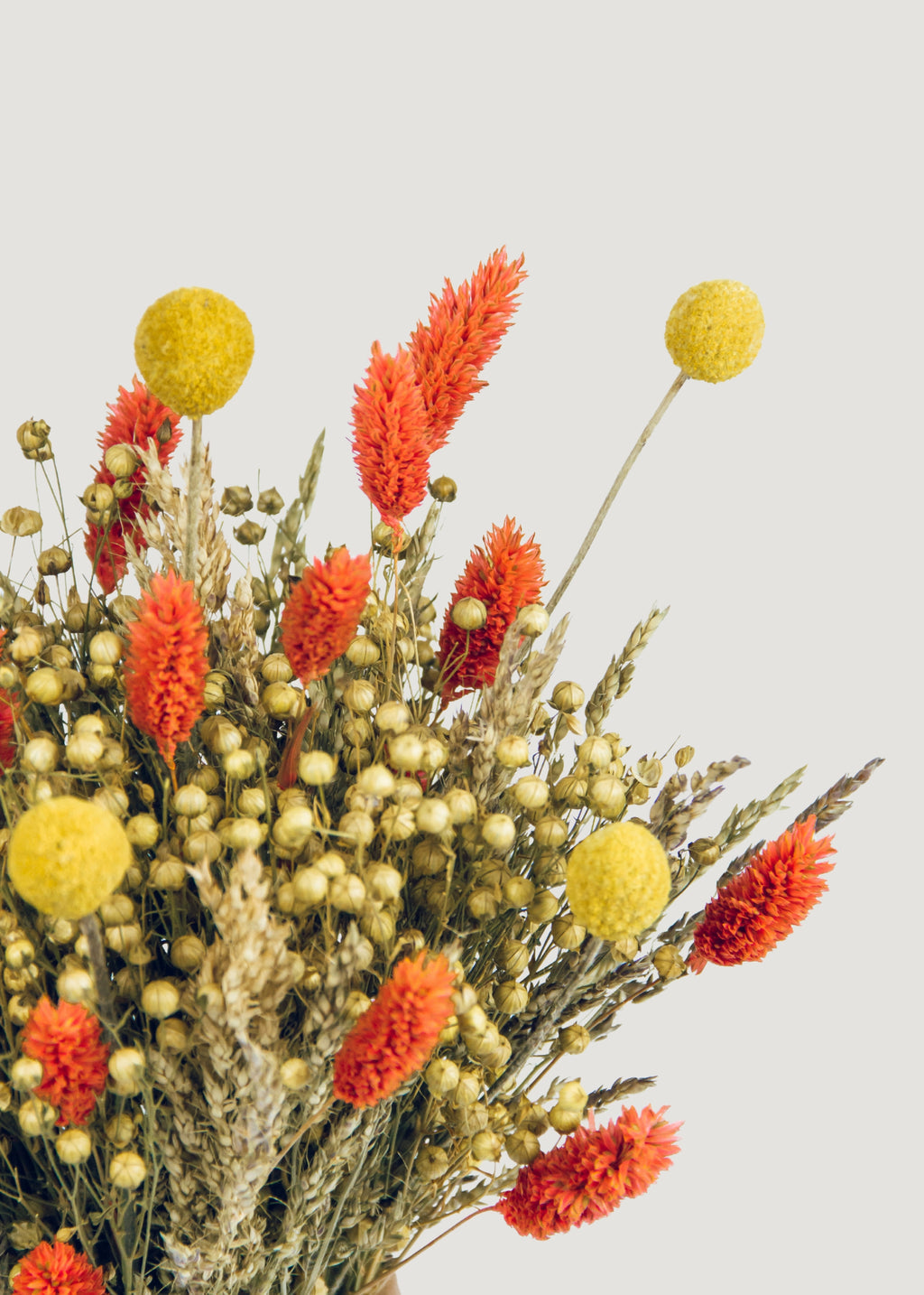 Bundle of 10 Dried Yellow Craspedia Billy Button Flowers - 22"