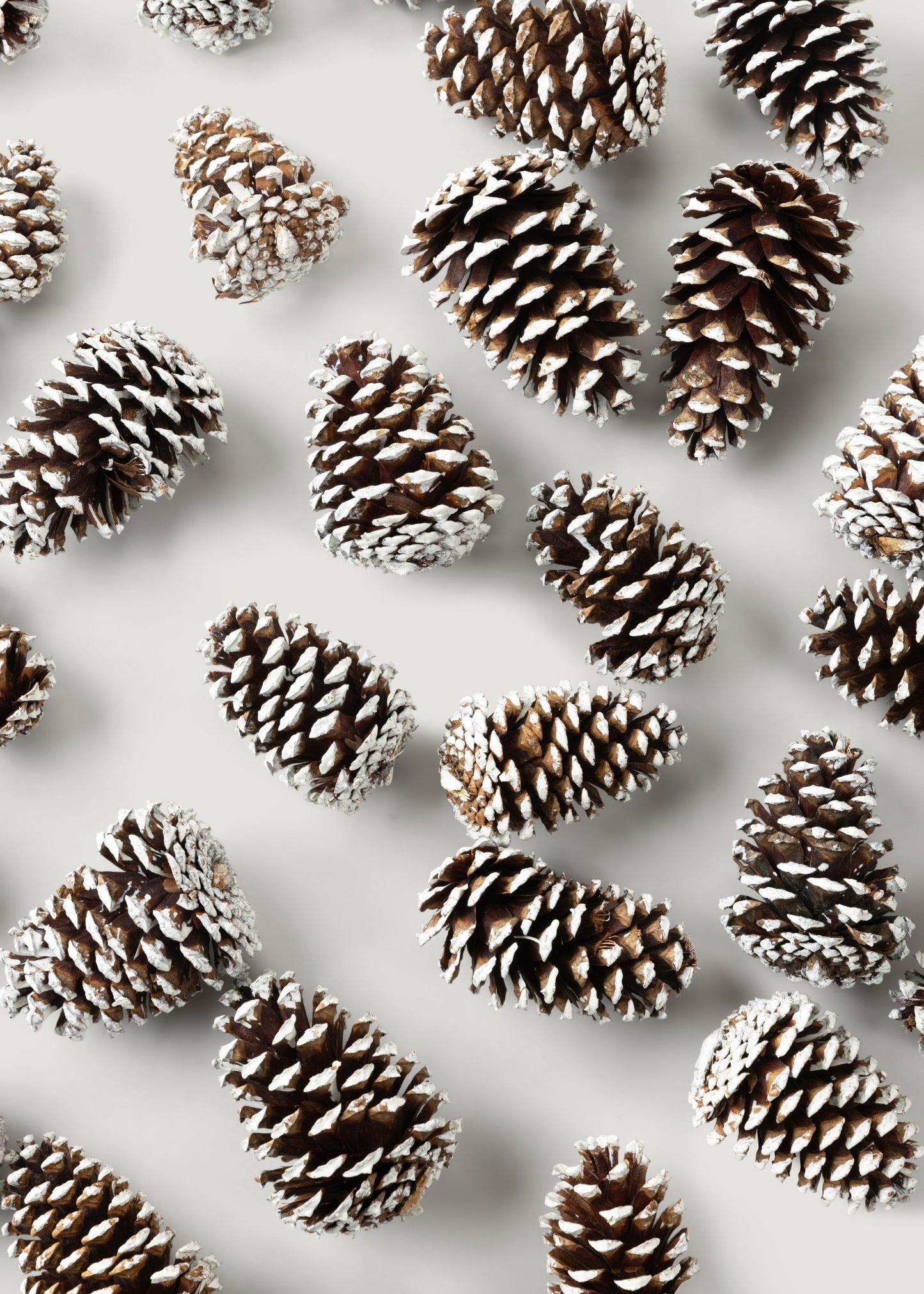 White Tipped Pine Cone Natural Pine Cones Box of 100 - 3-4"