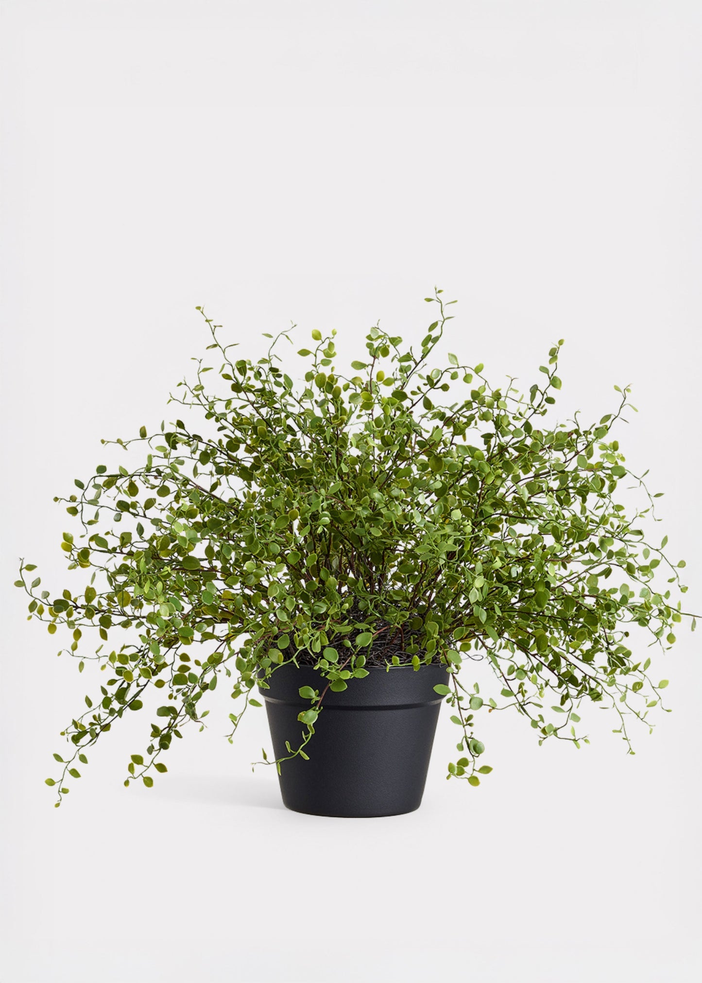 Maidenhair Creeping Vine Fake Potted Plant - 16"