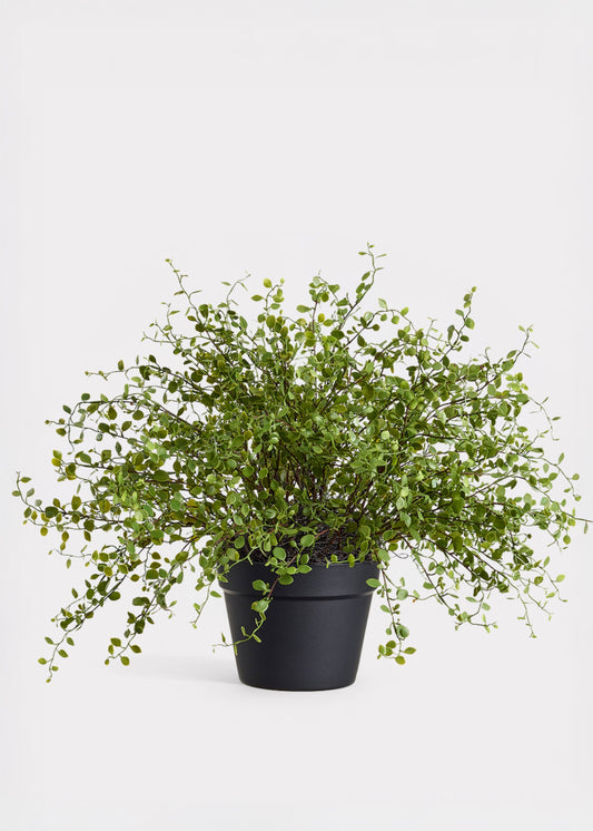Maidenhair Creeping Vine Fake Potted Plant - 16"