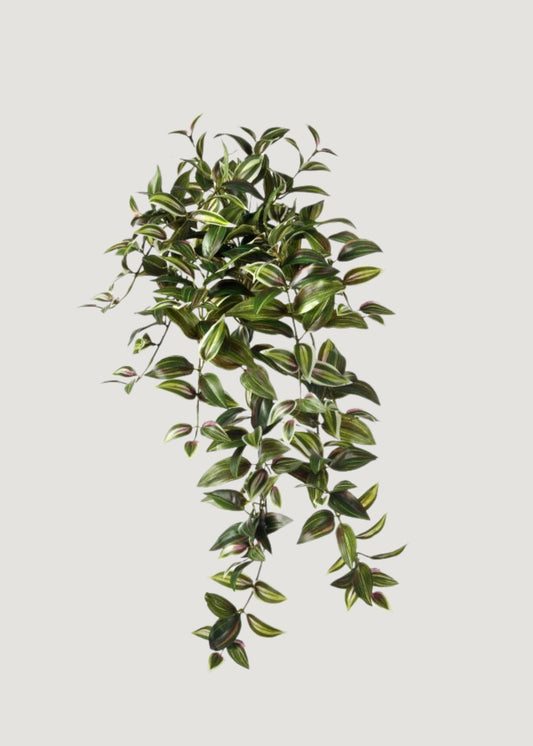 Verigated Tradescantia Hanging Plant in Plum and Green - 30"