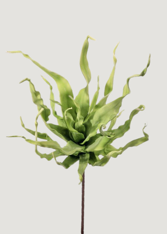Fake Desert Succulent Spiral Dracaena Plant - 30"