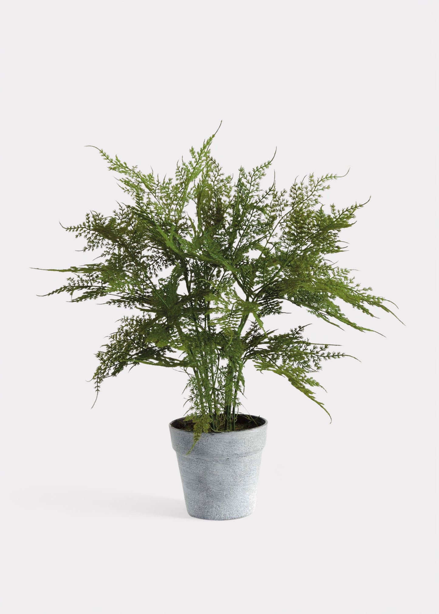 Artificial Plumosus Fern Potted Plant - 21"