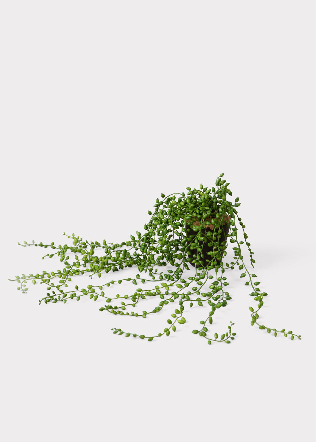 Fake String of Pearls Succulent Drop-In Plant - 17"