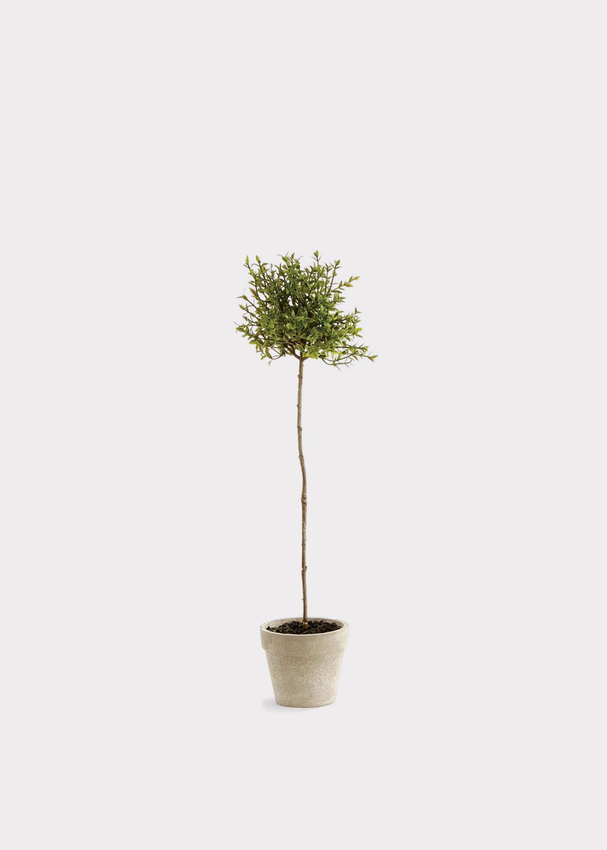 Fake Thyme Herb Topiary Potted Plant - 16"