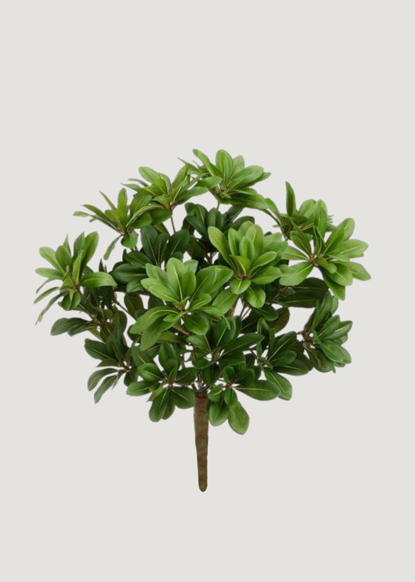 Artificial Pittosporum Leaf Bush - 14"