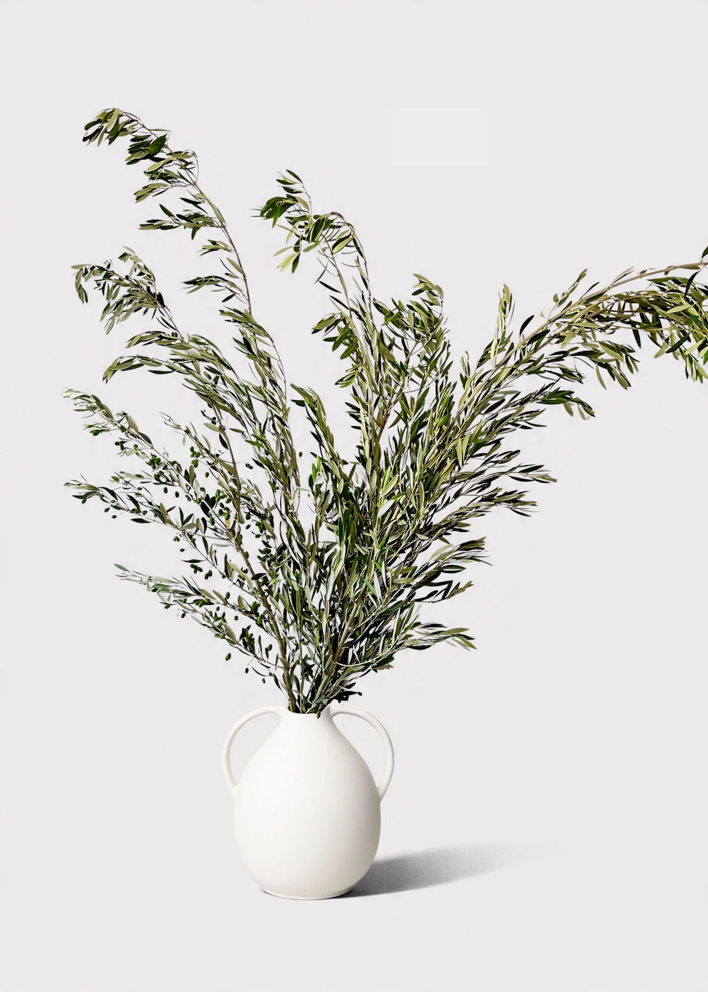 FRESH Large Olive Leaf Branches - 48-60"