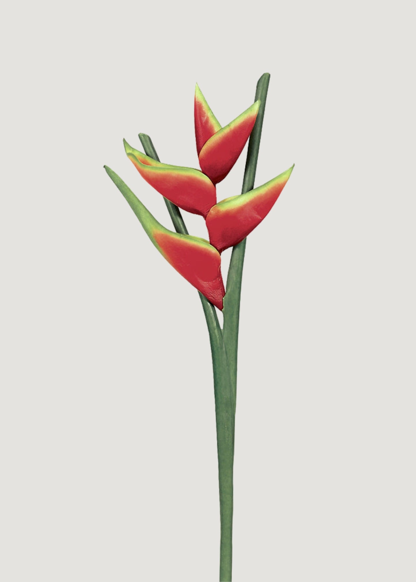 Fake Red Hawaiian Heliconia Tropical Flower - 34"