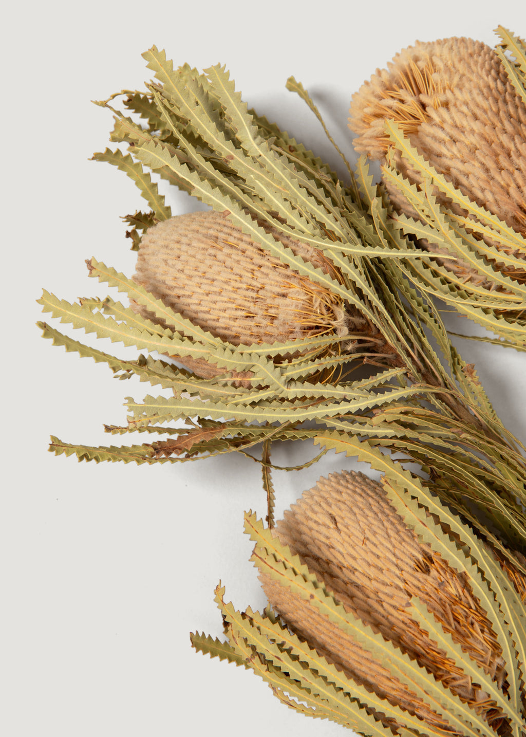 Natural Dried Banksia Hookeriana Flower Bundle of 3 - 12-18"