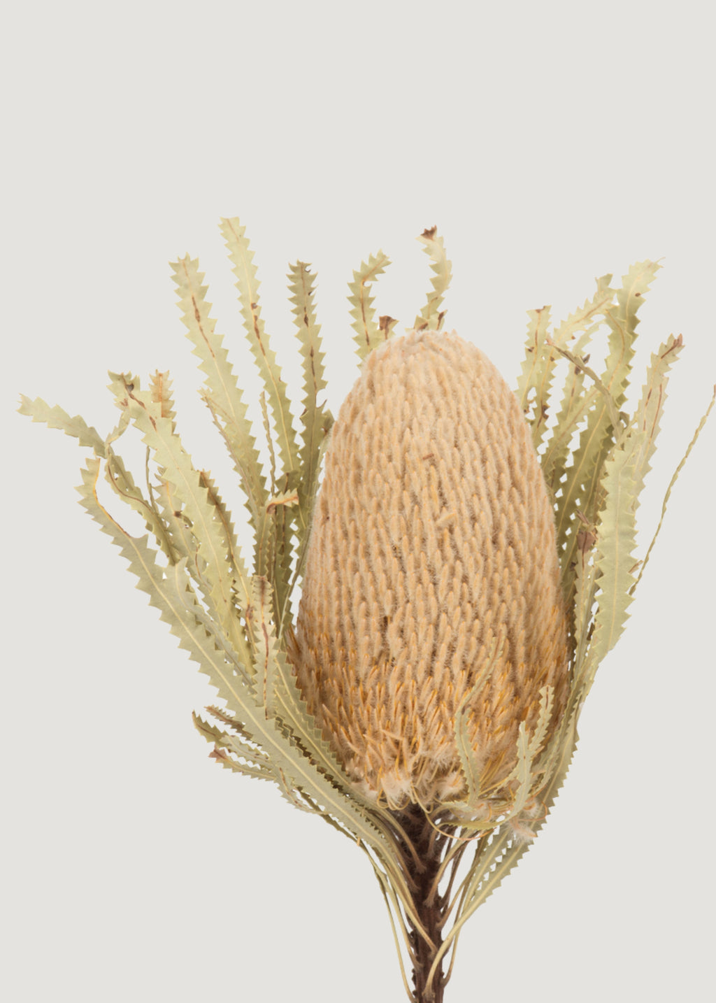 Natural Dried Banksia Hookeriana Flower Bundle of 3 - 12-18"