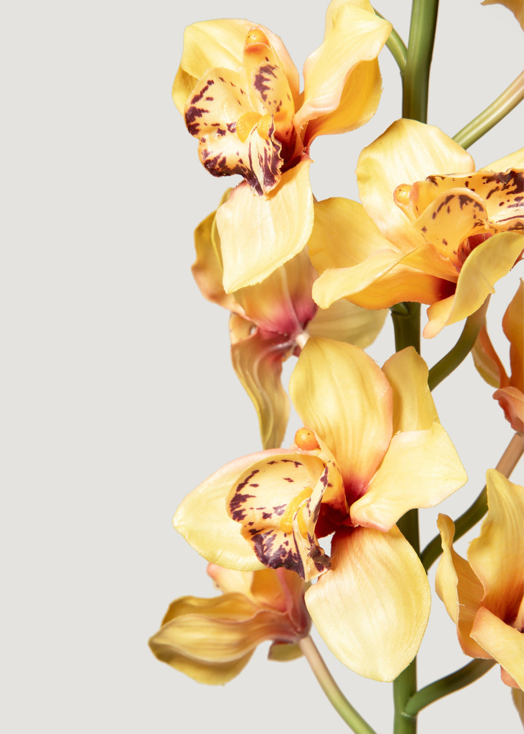 Large Soft Yellow Artificial Cymbidium Orchids - 50"