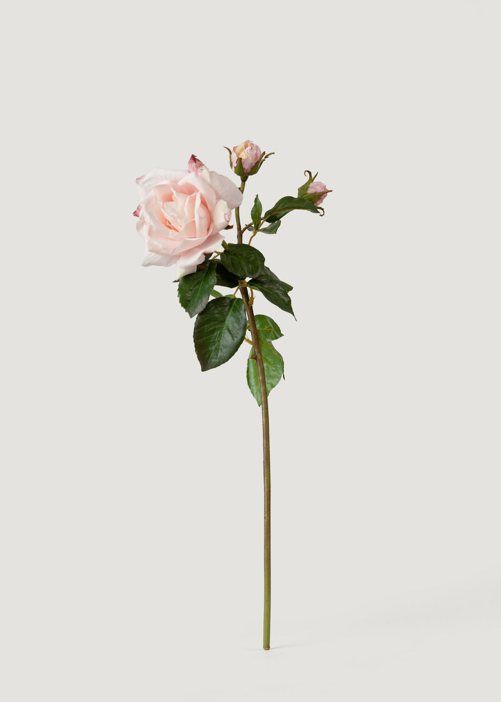 Soft Pink Real Touch Fake Juliet English Rose - 22"