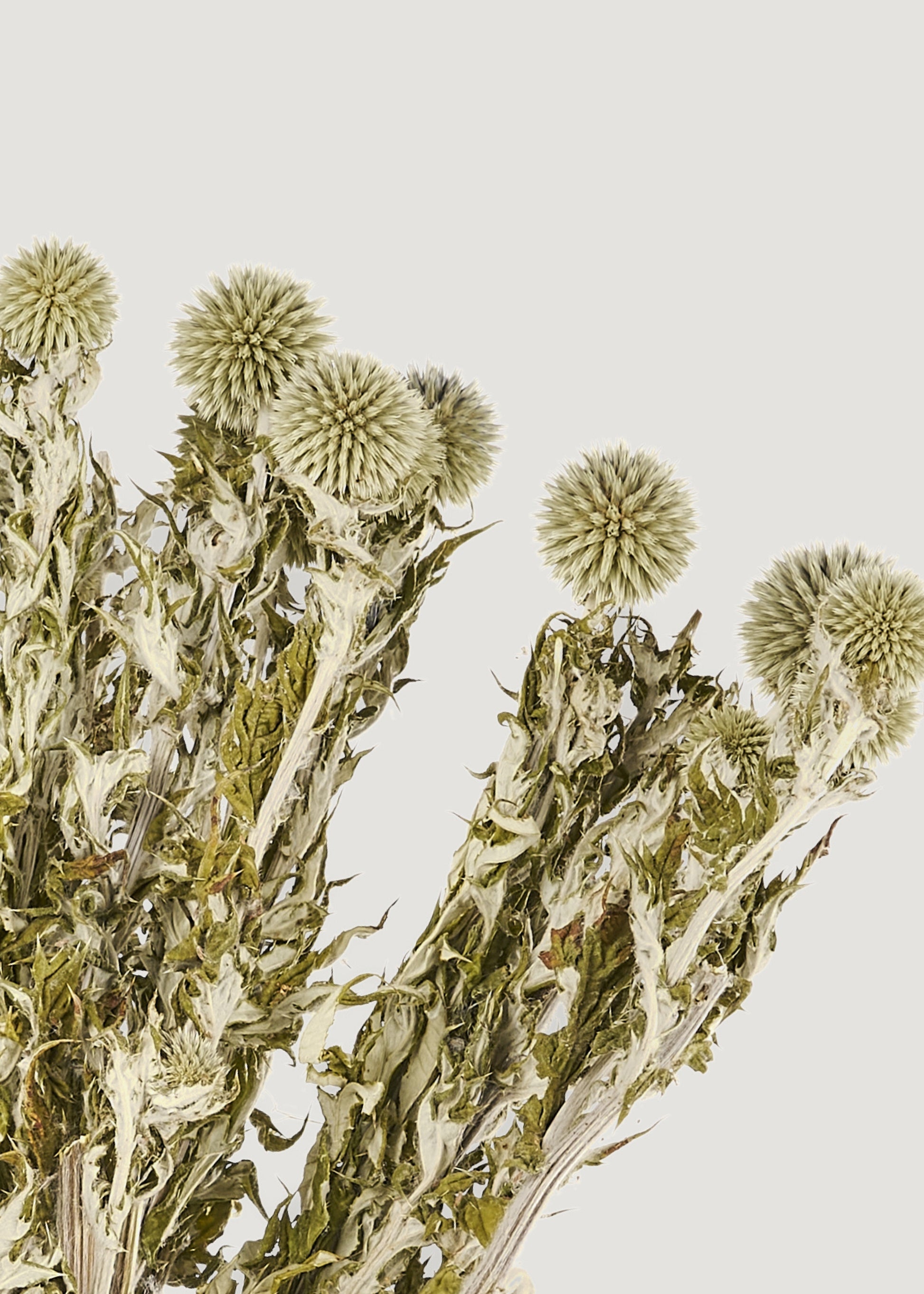 Green Preserved Echinops Globe Thistles - 4 oz Bunch