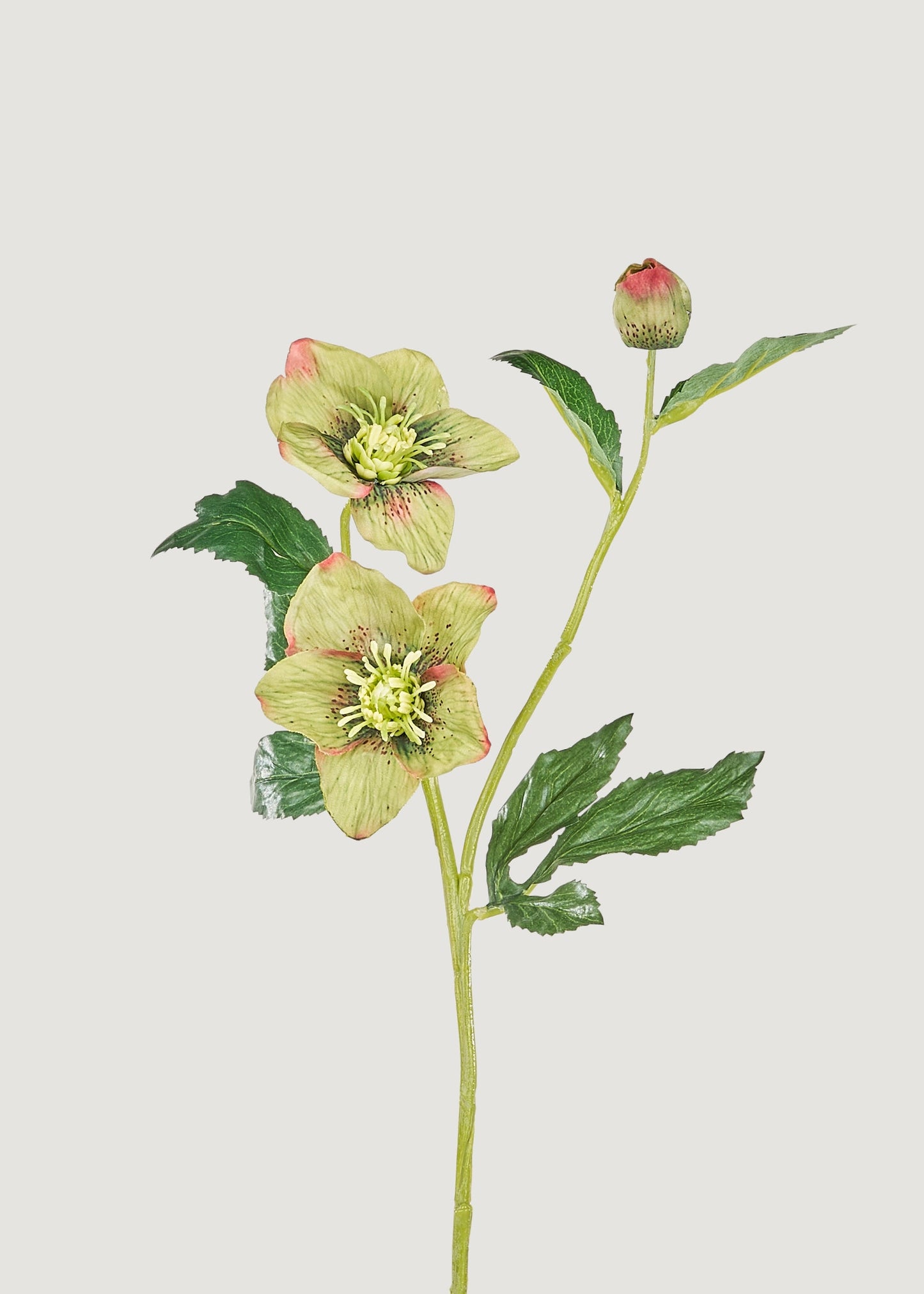 Green Burgundy Artificial Helleborus Flower - 22"
