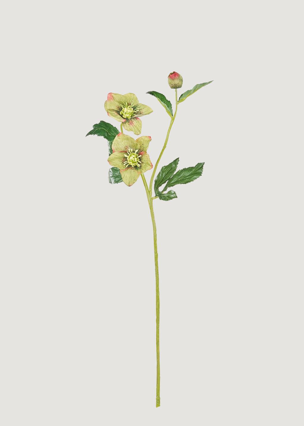 Green Burgundy Artificial Helleborus Flower - 22"