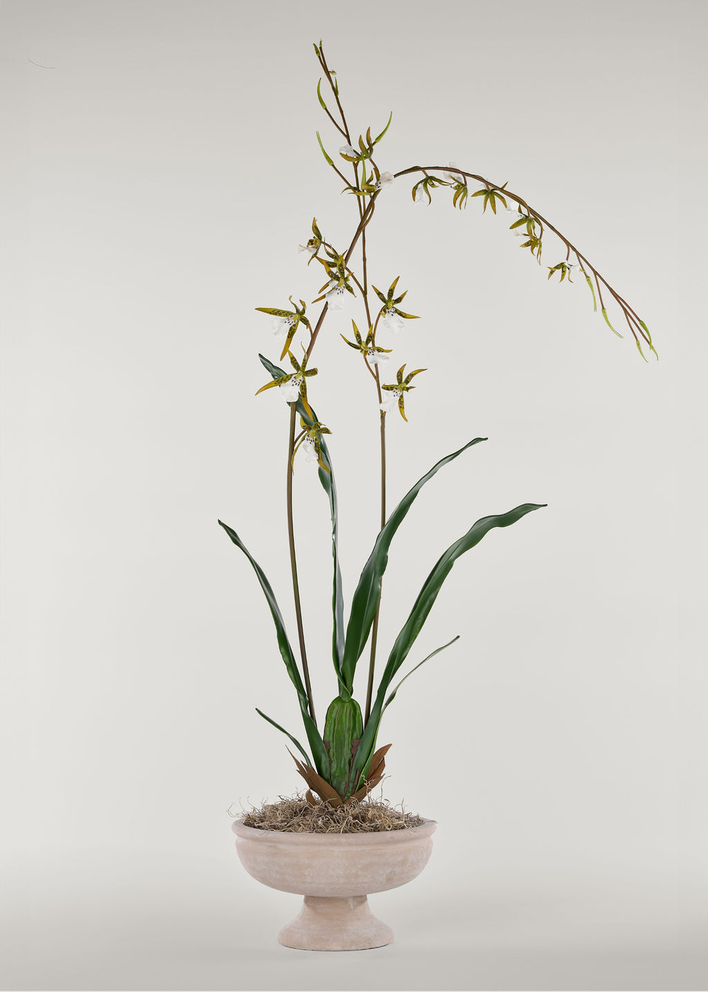 Tall Artificial Blooming Brassia Orchid Plant - 52"