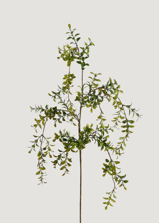 Artificial Hanging Boxwood Leaf Branch - 45"