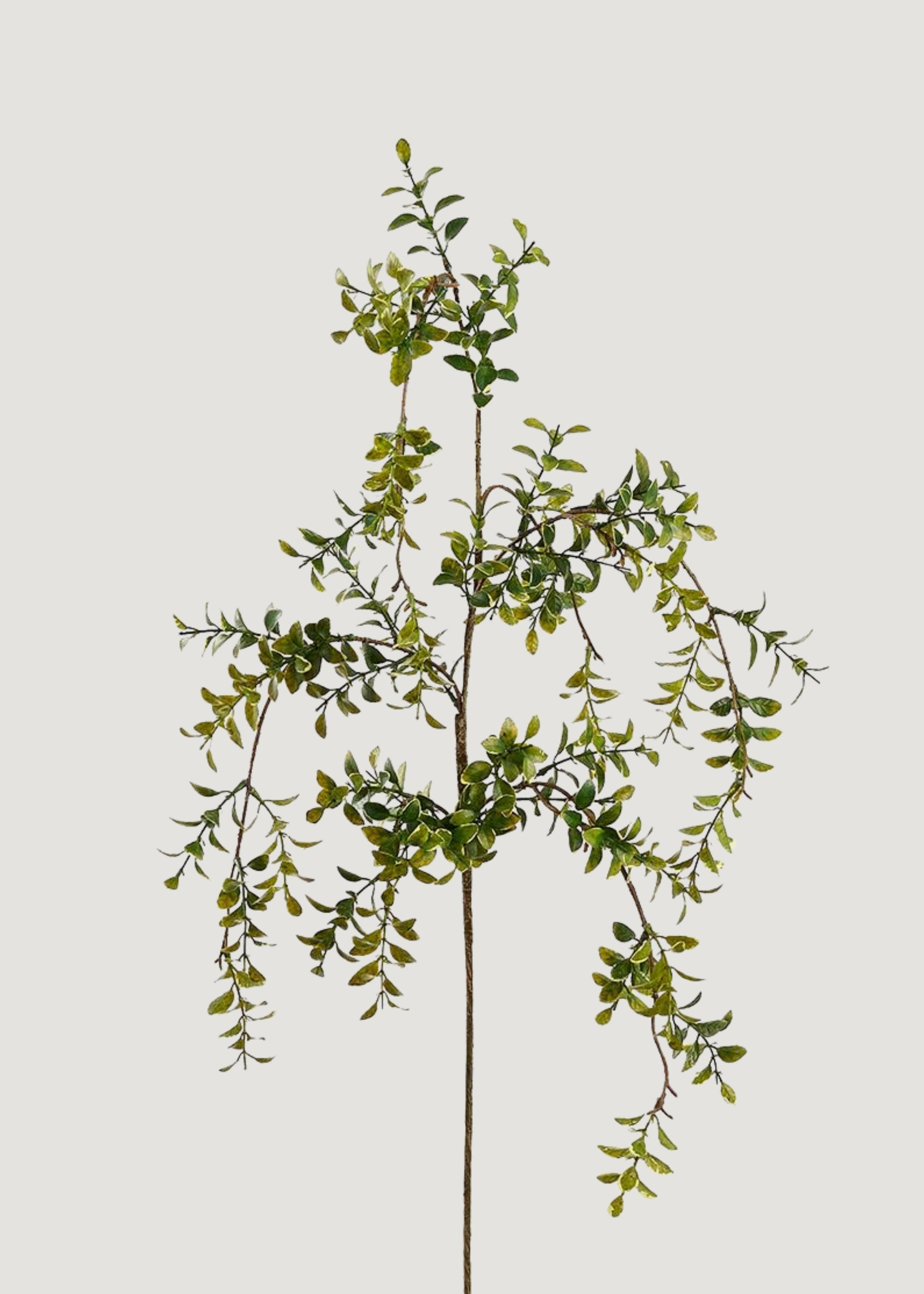 Artificial Hanging Boxwood Leaf Branch - 45"
