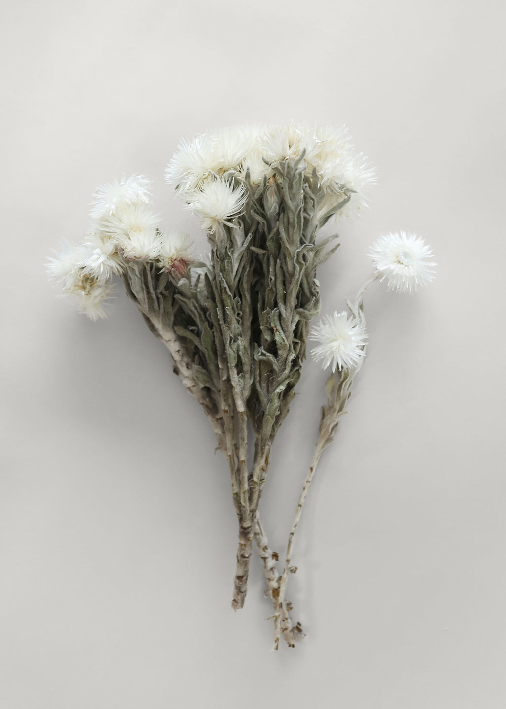 White Dried Helichrysum Everlasting Daisy Flower Bunch - 7-12"