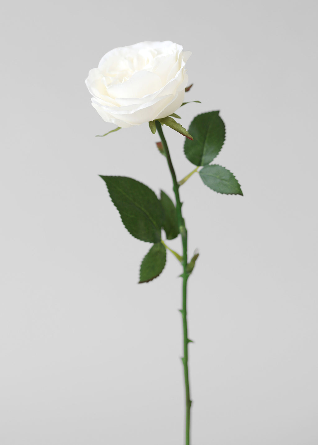 White Fake English Cabbage Rose - 20.5"