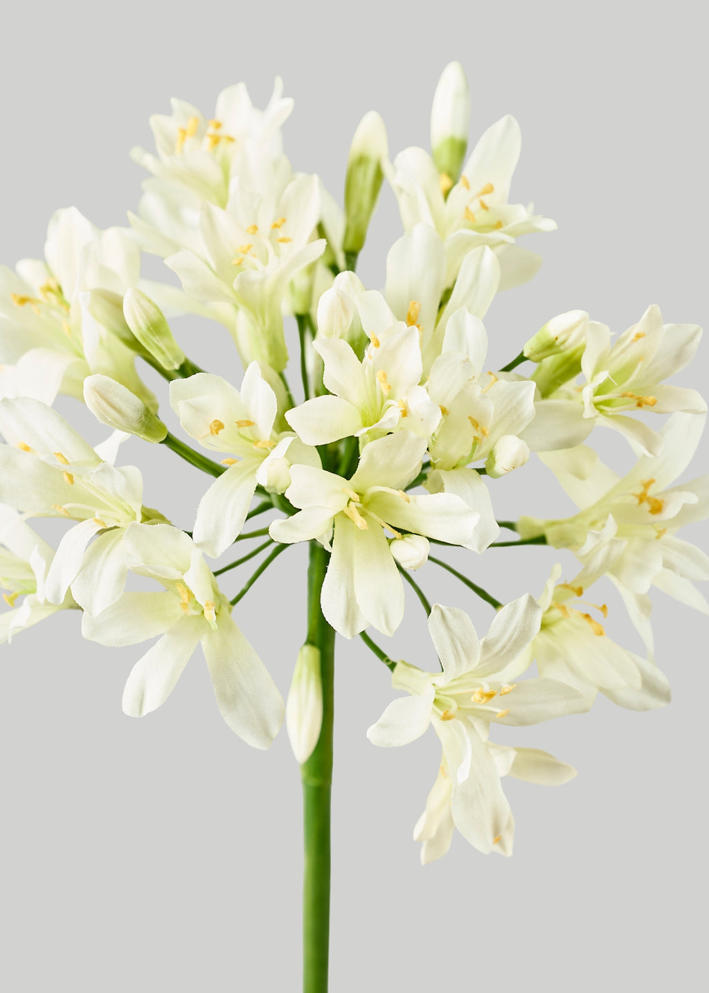 Cream Green Artificial Agapanthus Flower - 35"
