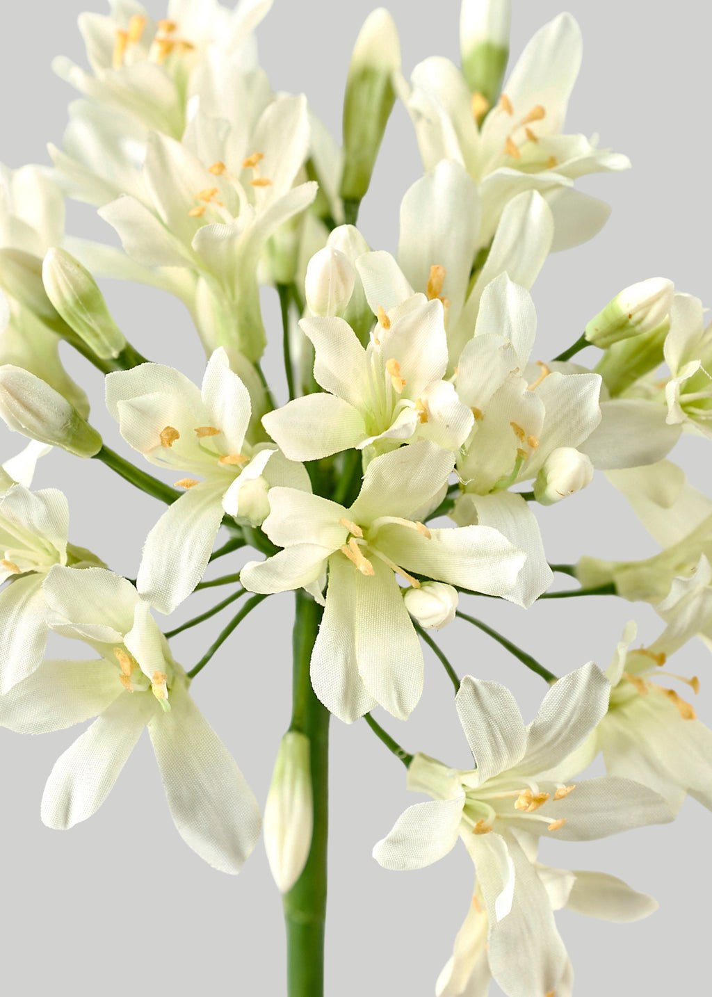 Cream Green Artificial Agapanthus Flower - 35"