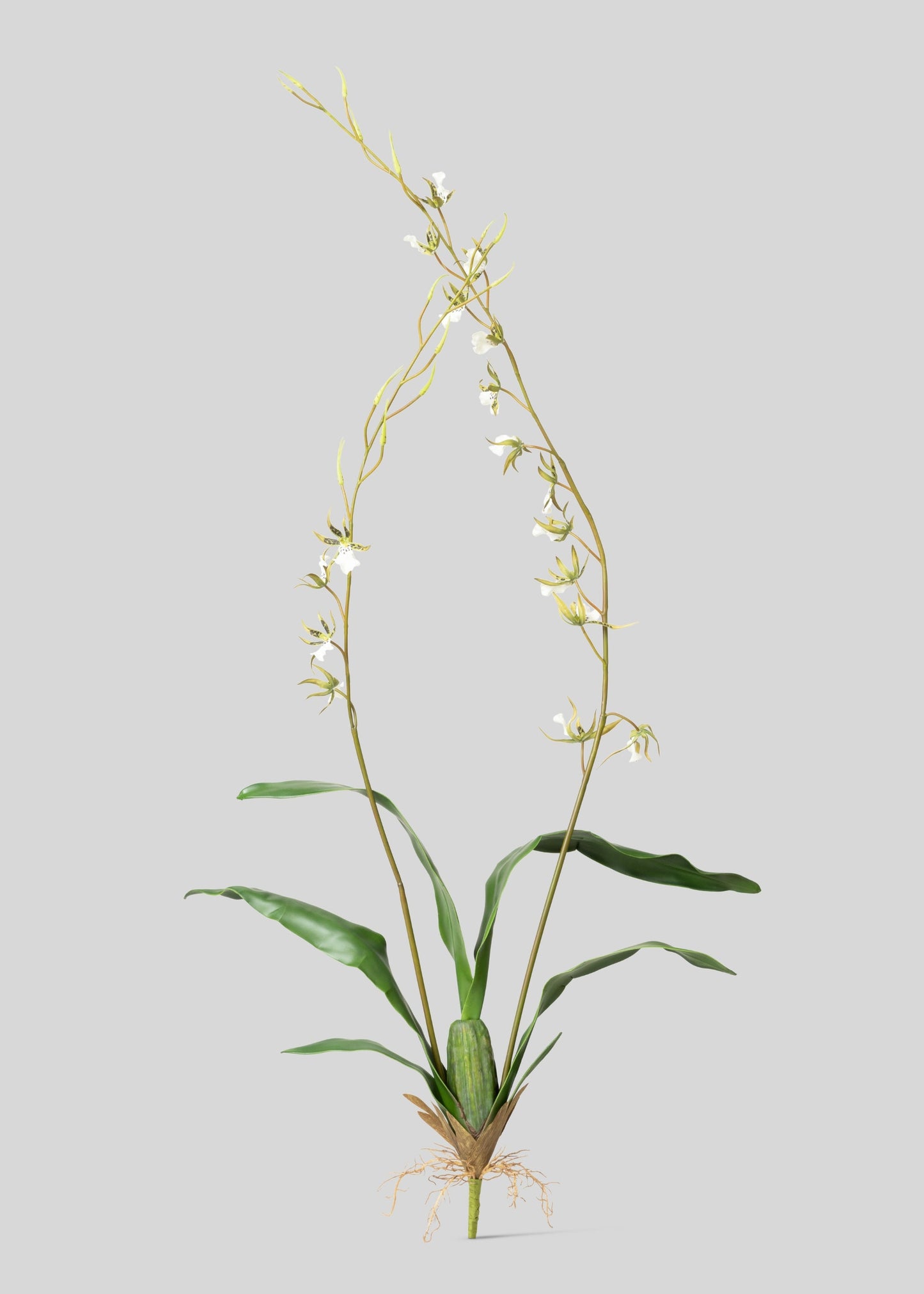 Tall Artificial Blooming Brassia Orchid Plant - 52"