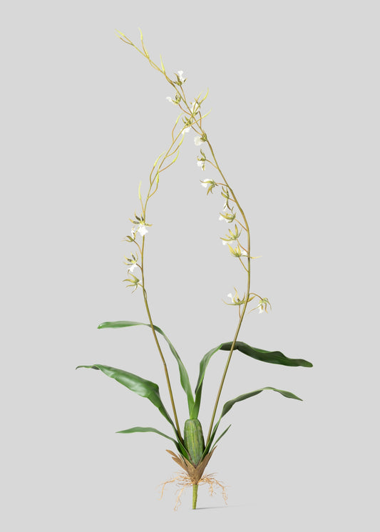 Tall Artificial Blooming Brassia Orchid Plant - 52"