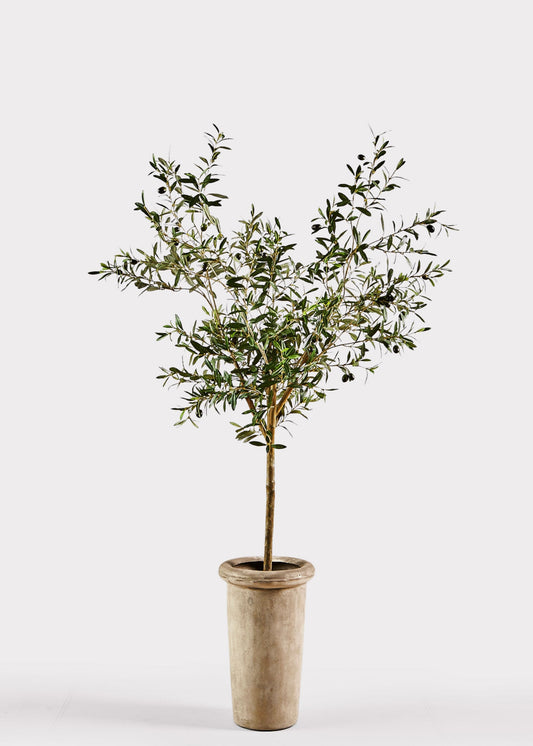 Faux Olive Tree Branch Potted Plant in Cement Pot - 72"