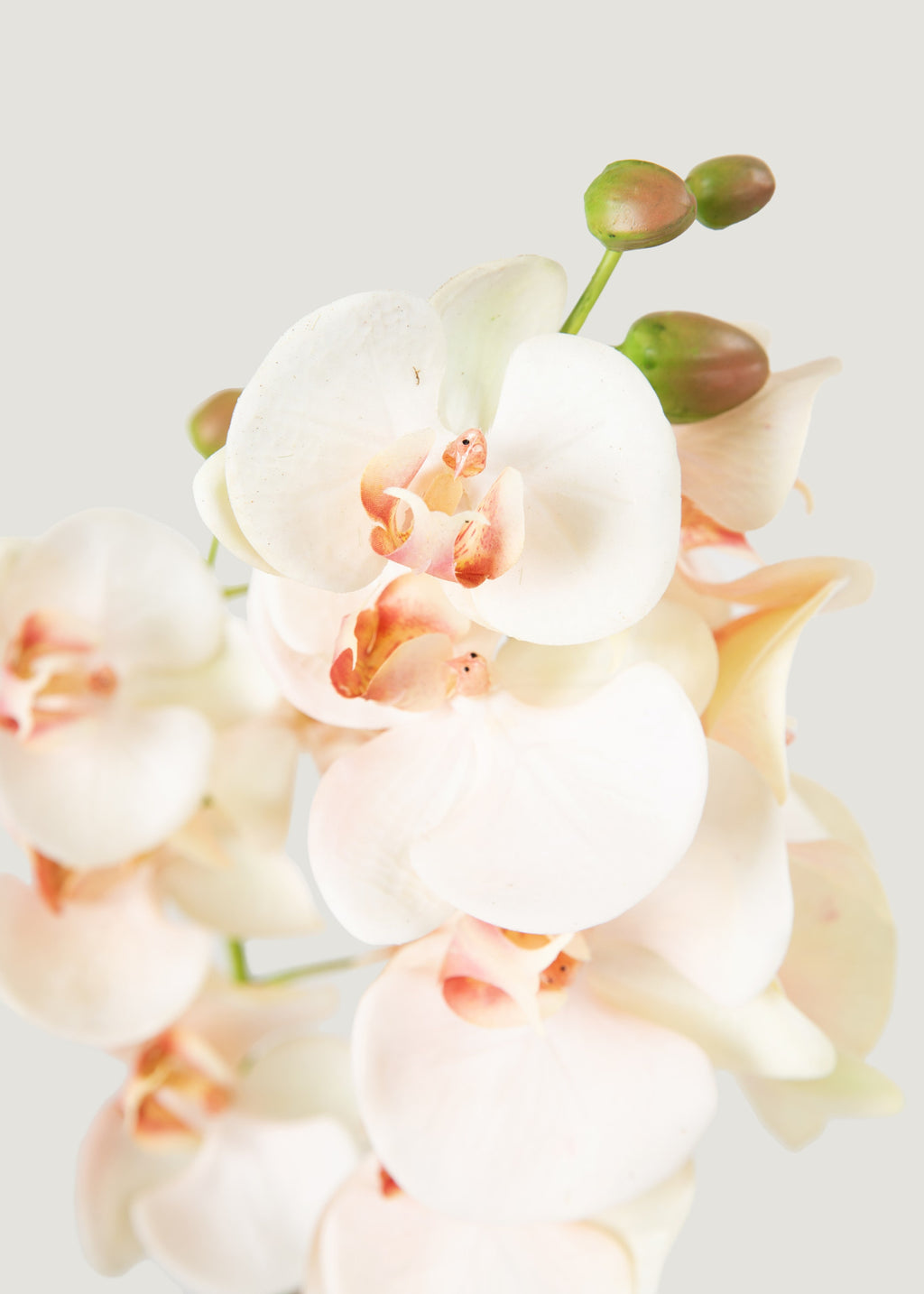 Faux Blush Phalaenopsis Orchid Drop-In Plant - 23"