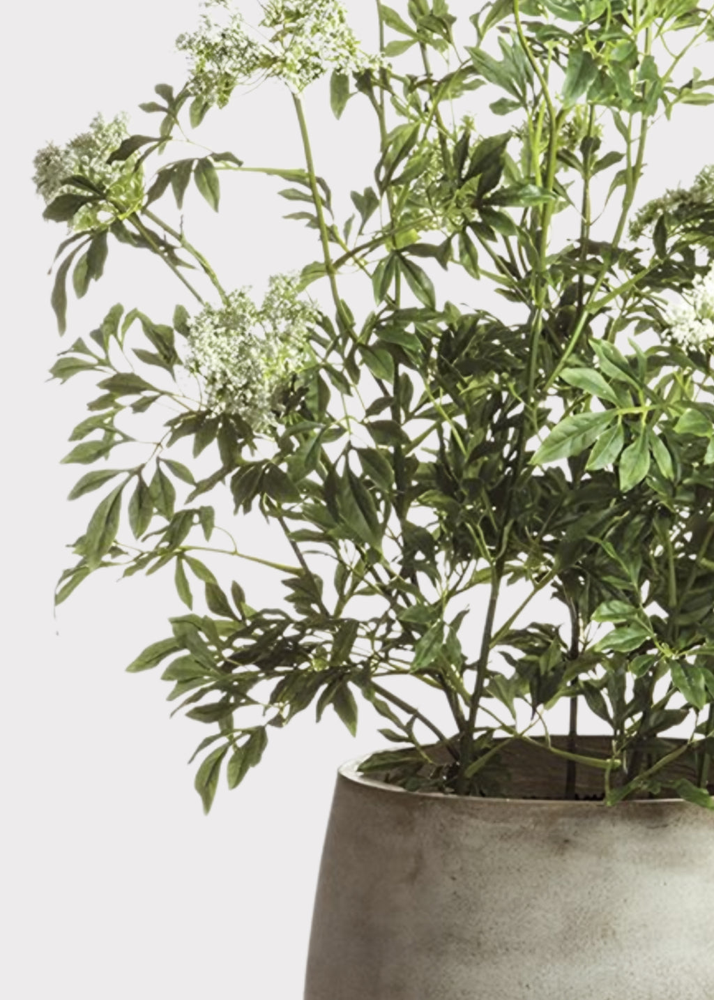 Faux Blooming Queen Anne's Lace Potted Arrangement - 46"