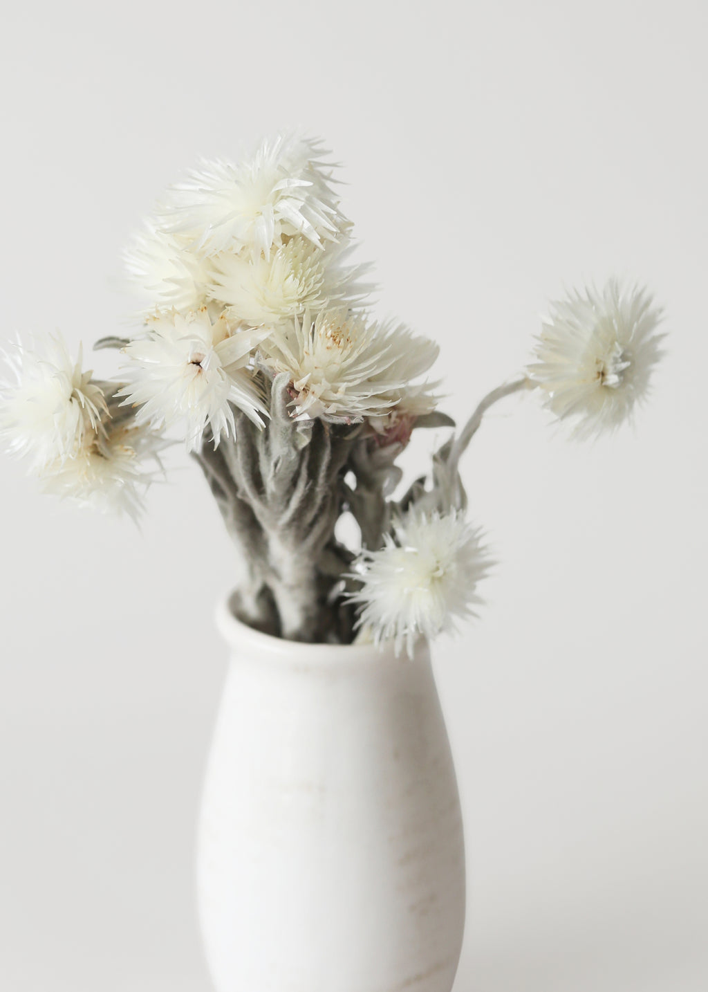 White Dried Helichrysum Everlasting Daisy Flower Bunch - 7-12"