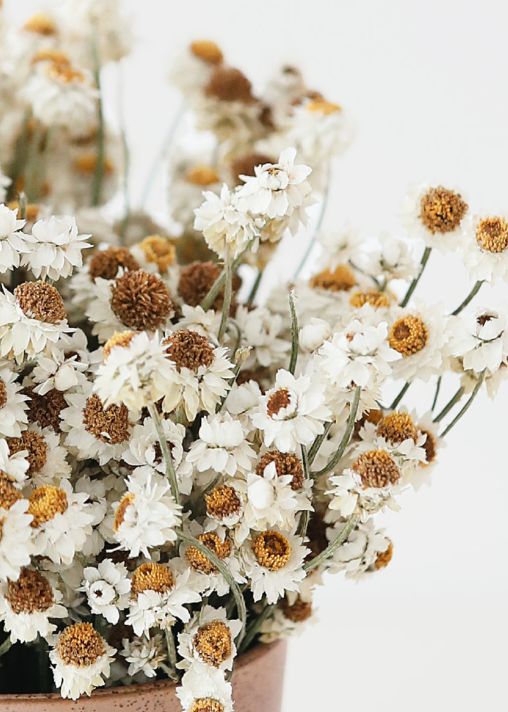 Natural White Dried Ammobium Flowers - 4 oz Bunch