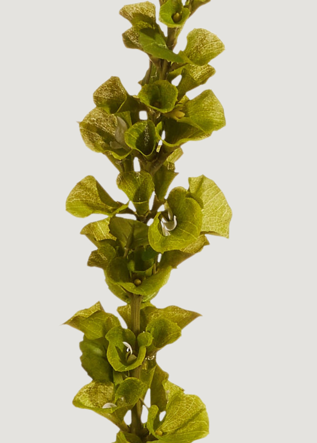 Green Artificial Bells of Ireland Flower Stem - 42"