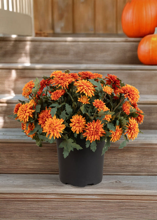 UV Treated Indoor/Outdoor Potted Fake Fall Orange Mums - 17"