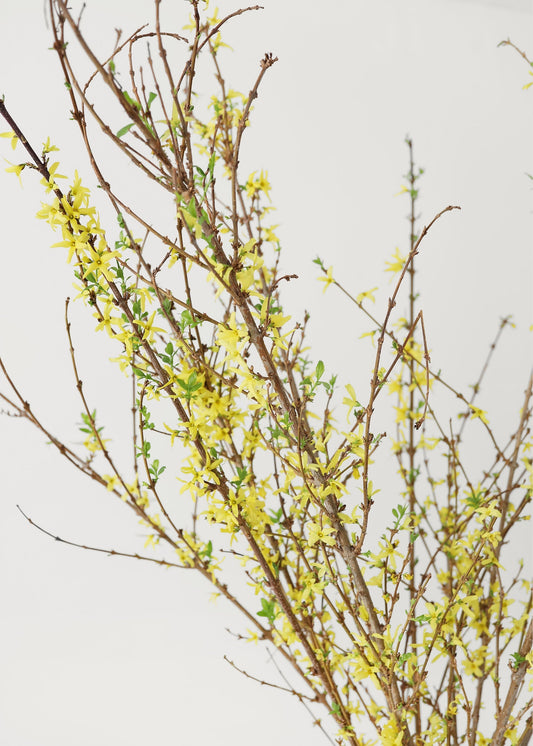 FRESH Forsythia Branches - 48"