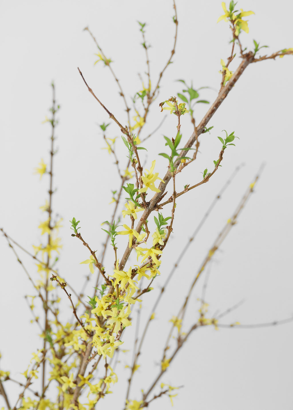 FRESH Forsythia Branches - 48"