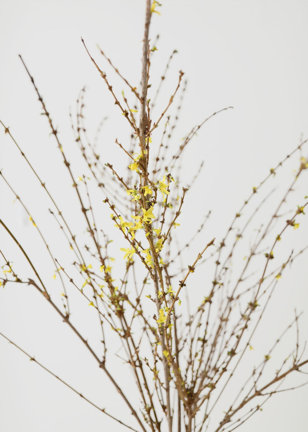FRESH Forsythia Branches - 48"