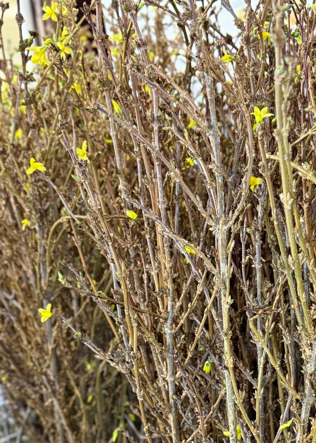 FRESH Forsythia Branches - 48"