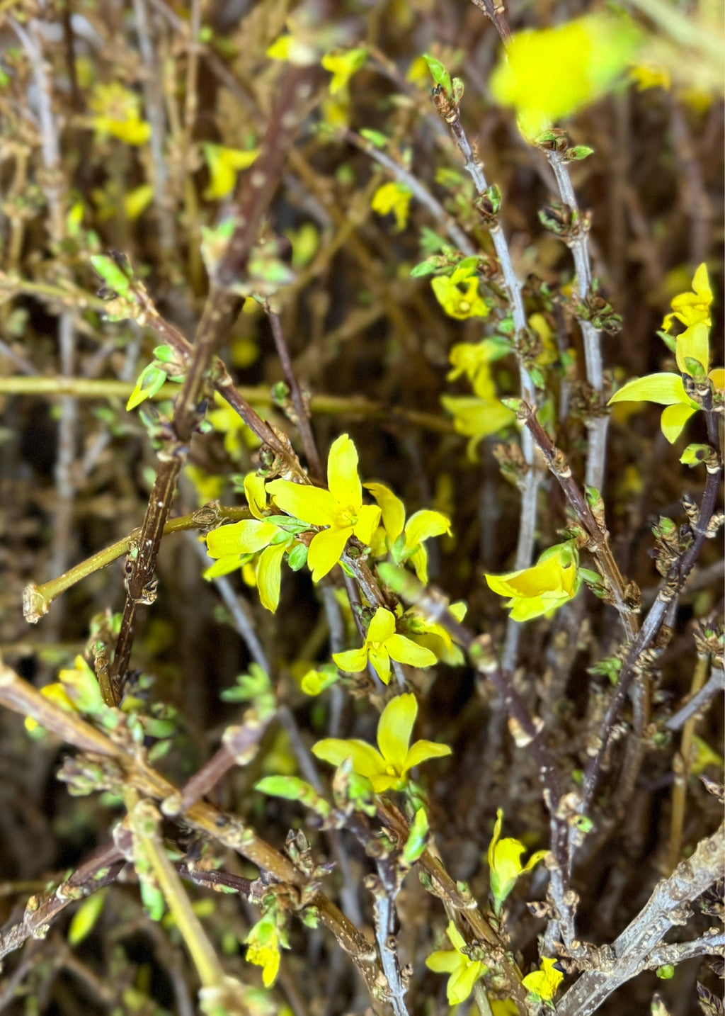 FRESH Forsythia Branches - 48"