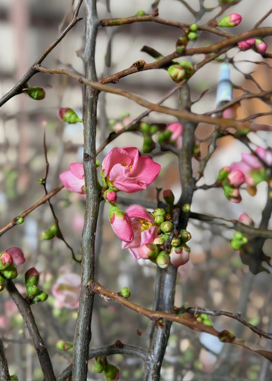 FRESH Quince Branches in Pink - 36"