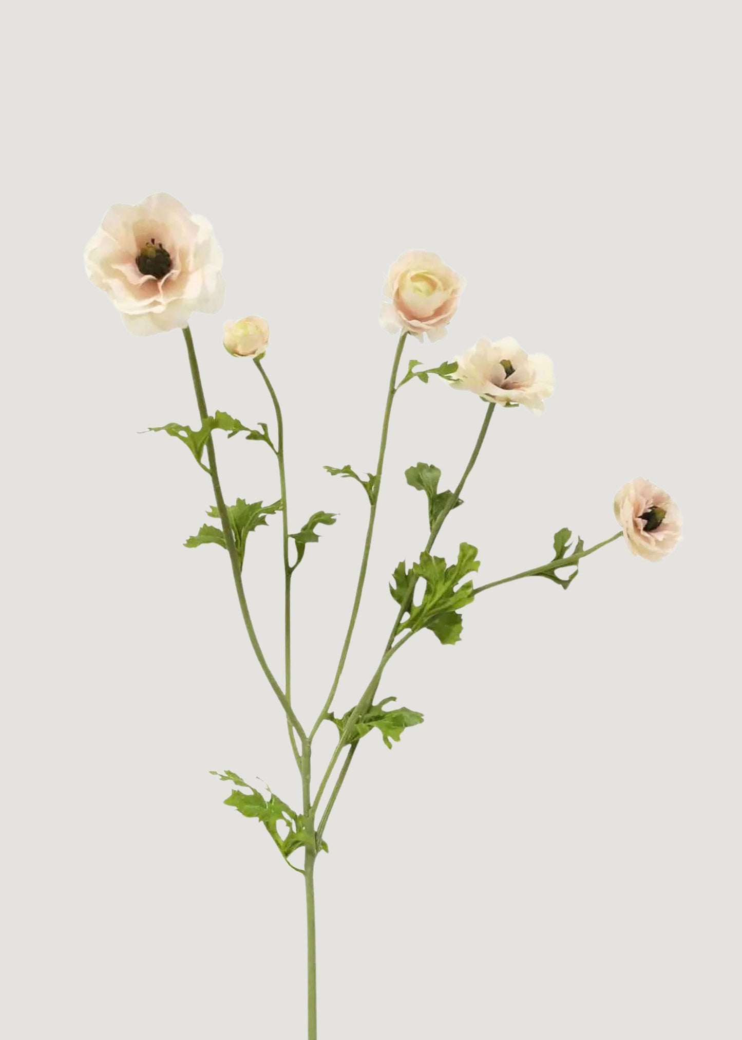 SAVE - Light Cream Faux Ranunculus Flowers - 37.5"