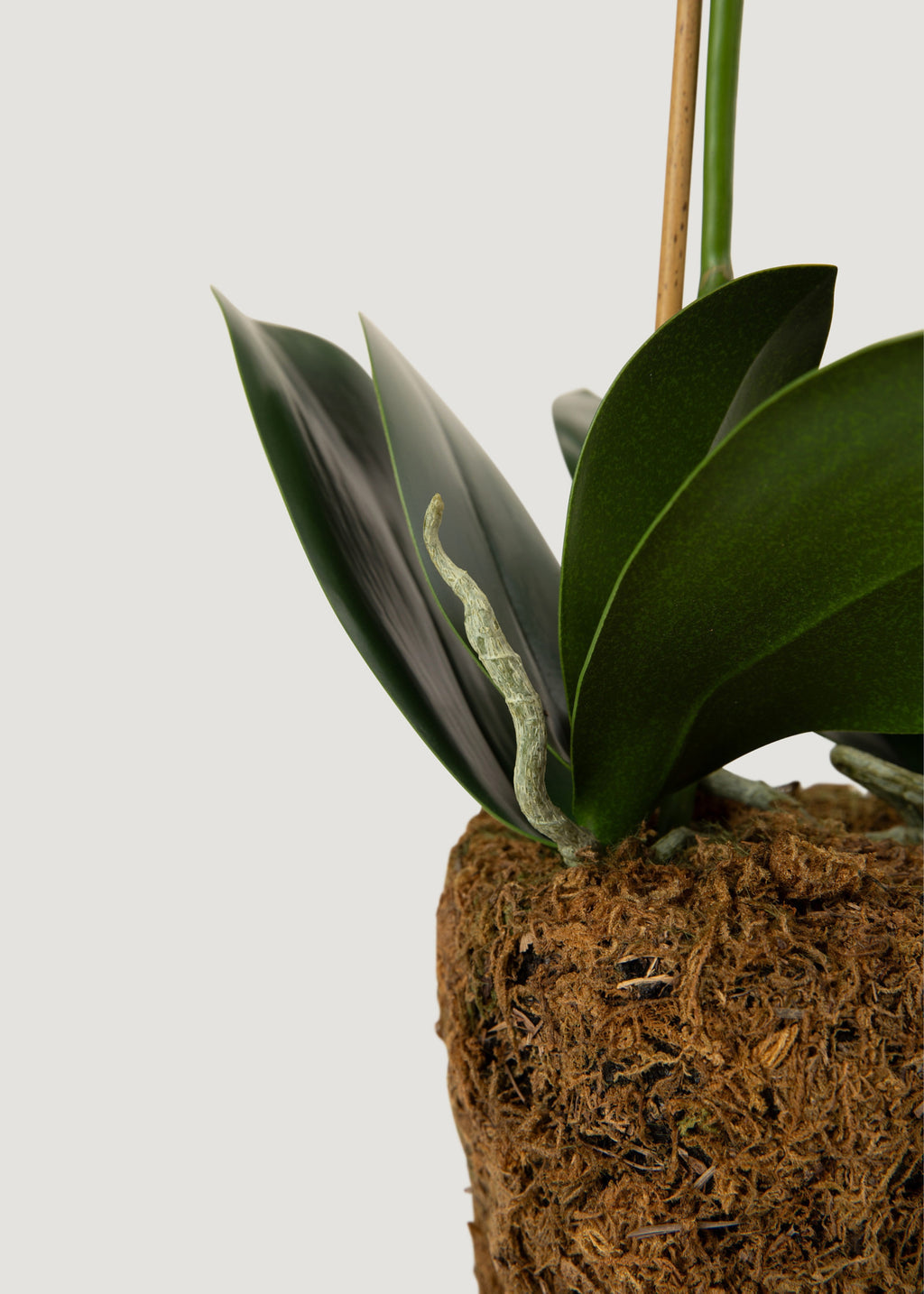 White Artificial Phalaenopsis Orchid Drop-In Plant - 23"
